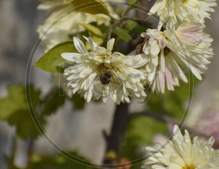 A Closeup Photograph Of Flowers.