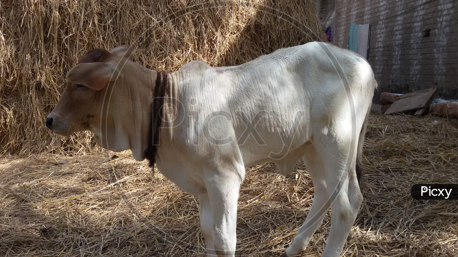 Cow Calf At Rural Home