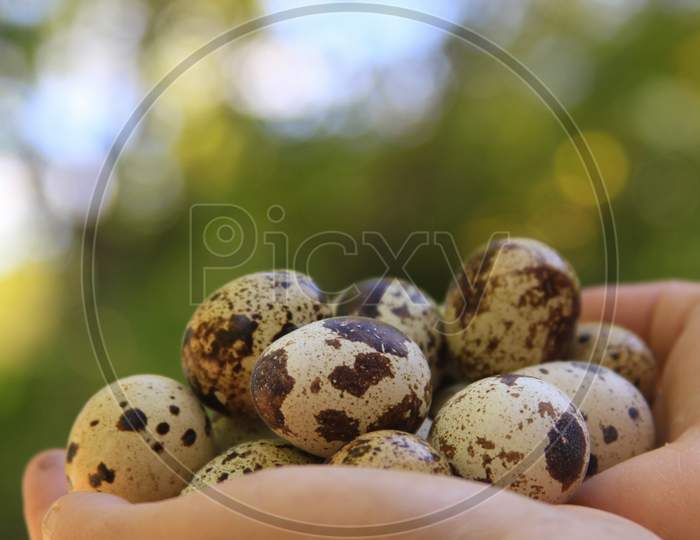 Quail Eggs In Eggs Closeup Bokeh Bright Green Sunny Background