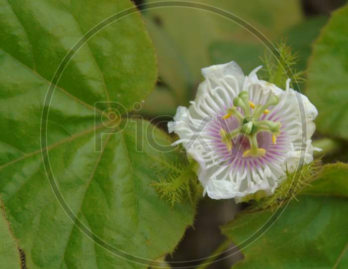 Passion flower plant with fruit