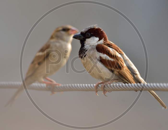 house sparrow and chicks