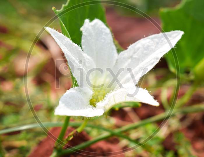 white flower with dew