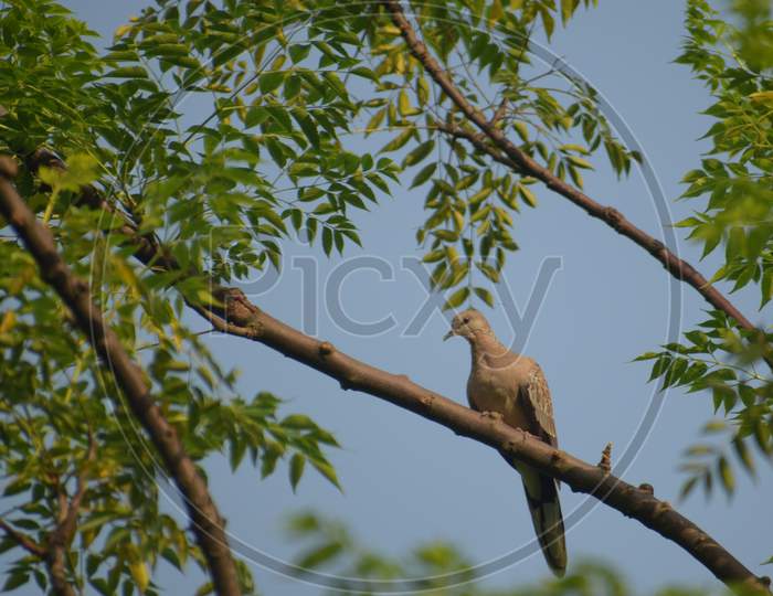 Beautiful Picture Of Spotted Dove ( Spilopelice Chinesis) Sitting Top Of Tree.