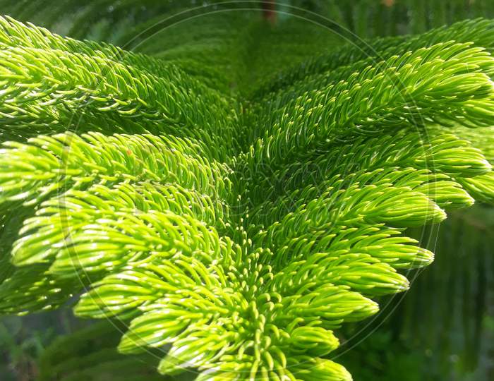 arroceria leaf
