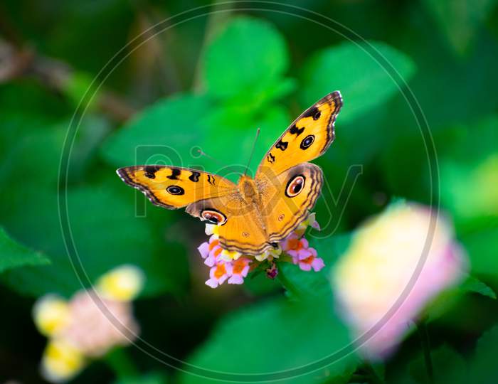 PEACOCK PANSY BUTTERFLY WITH A TORN WING SITTING ON A BUNCH OF FLOWERS AND SUCKING HONEY
