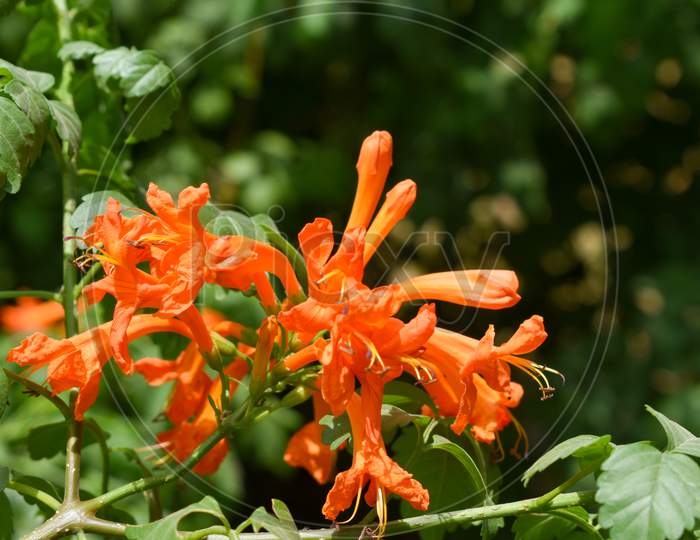 Orange Color Flowers