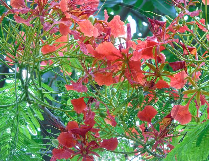 cute red flower on green plant