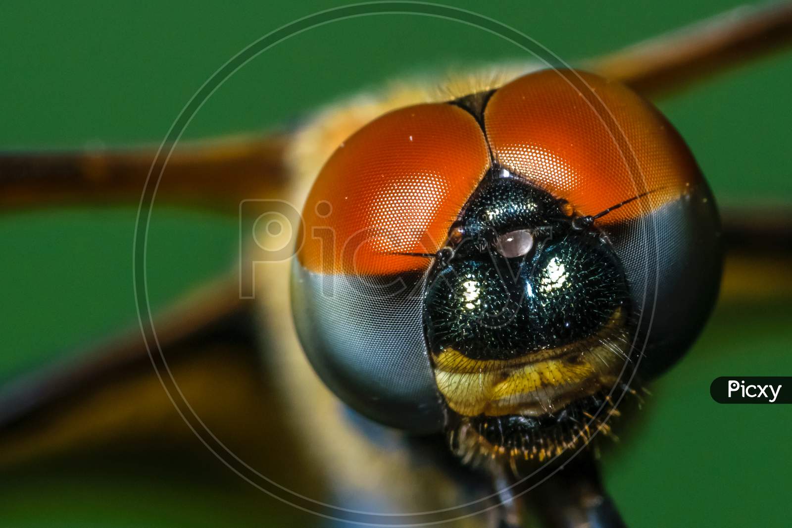 A Macro Shot Of A Dragonfly With Selective Focusing On Its Head. Visible Compound Eyes Of The Insect