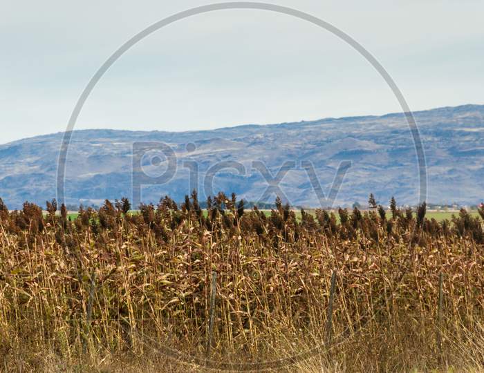 Plantation Of Sorghum In The Foothills Of The Mountains