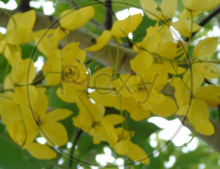 Cassia Fistula Golden Shower Tree
