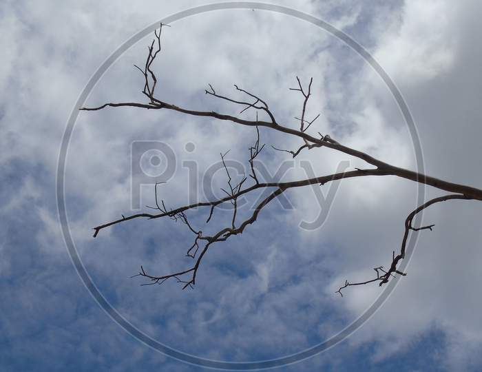 dead tree branch on cloudy sky