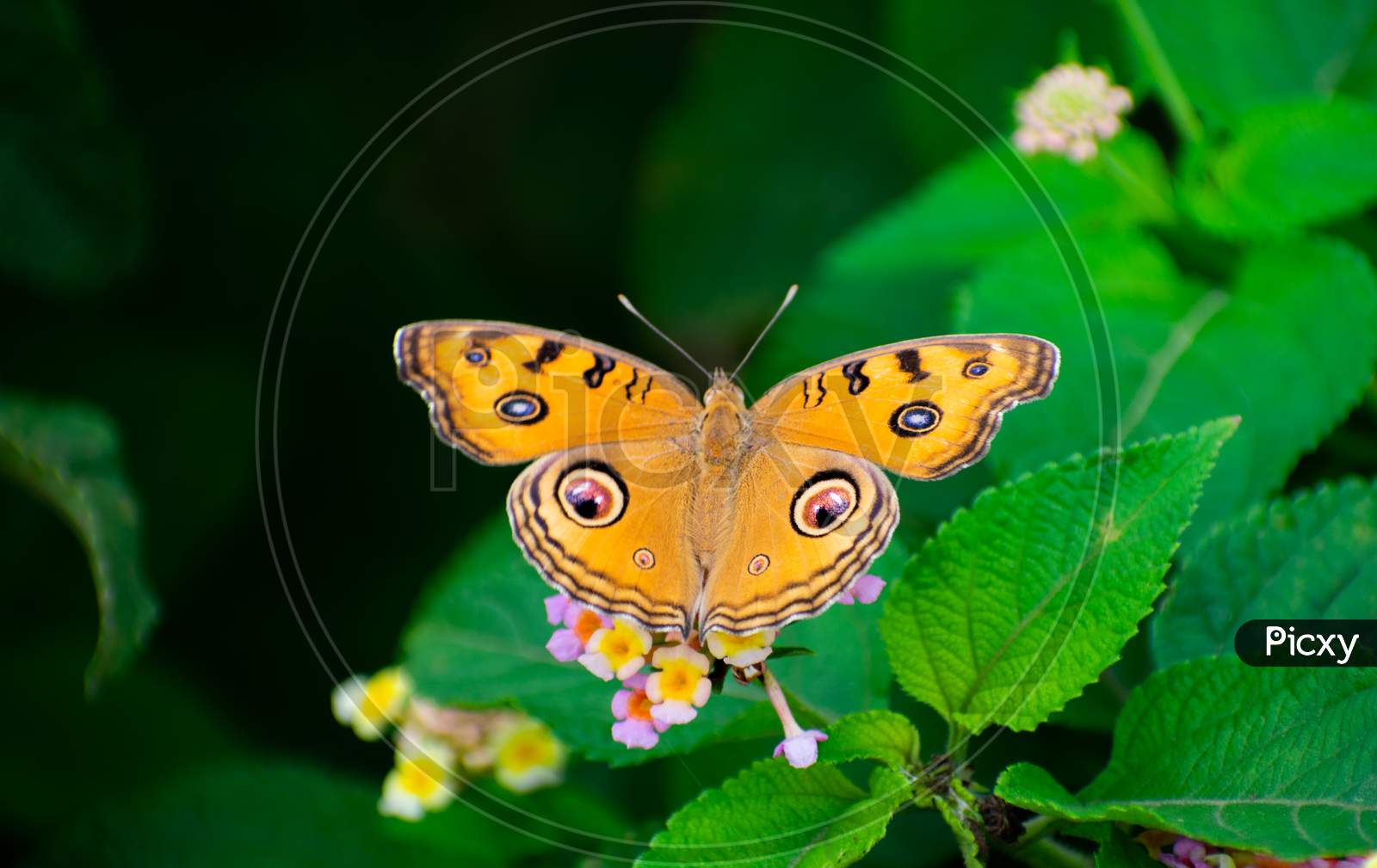 PEACOCK PANSY BUTTERFLY SITTING ON A FLOWER AND SUCKING HONEY