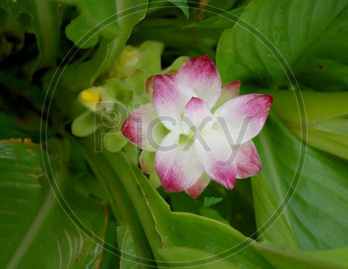 beautiful turmeric flower image