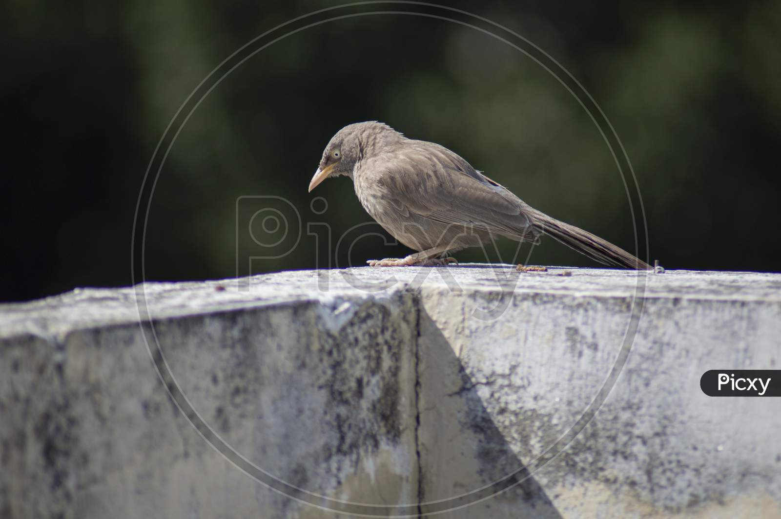 Sparrow on the rock