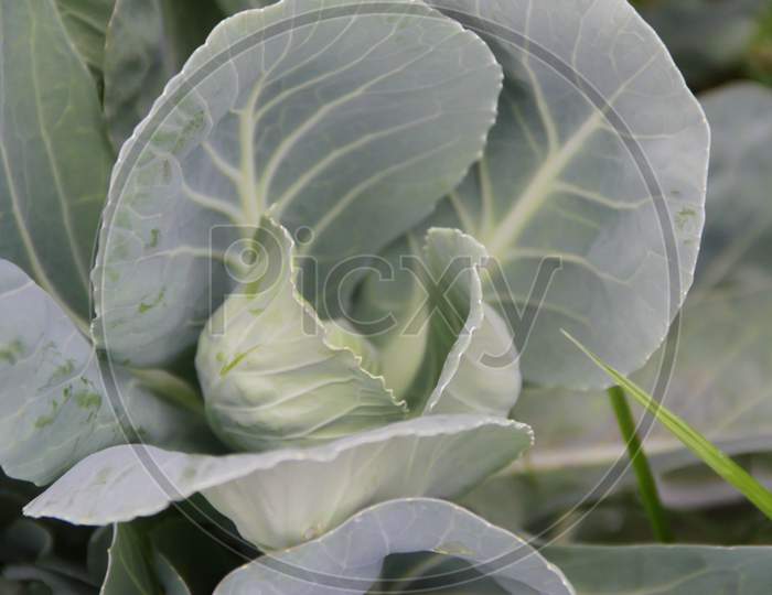 Cabbage Plant Leaves In The Organic Garden