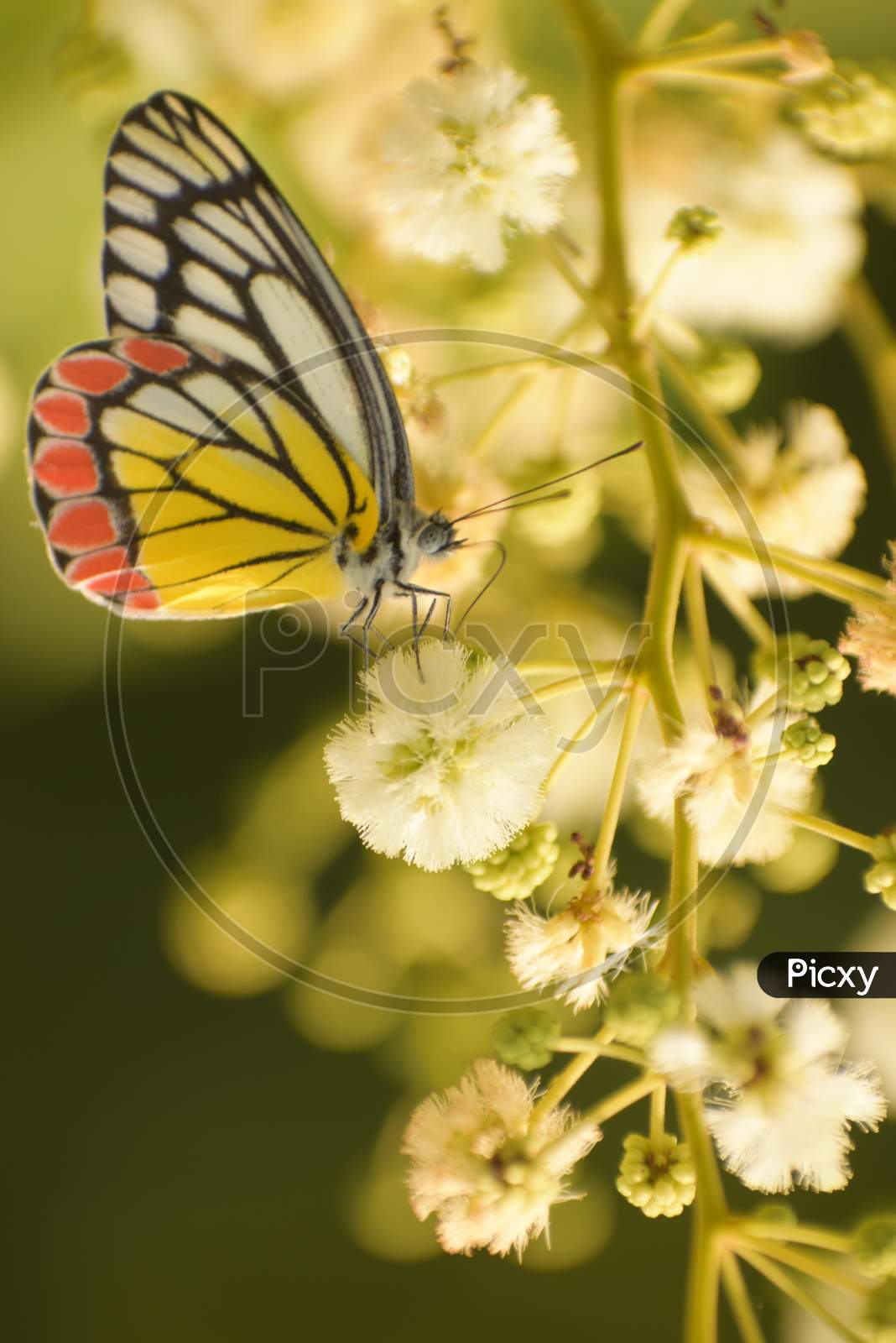 Beauty Of Nature . Picture Of Common Jezabel ( Delias Eucharis ) Butterfly Enjoying Freedom Life.