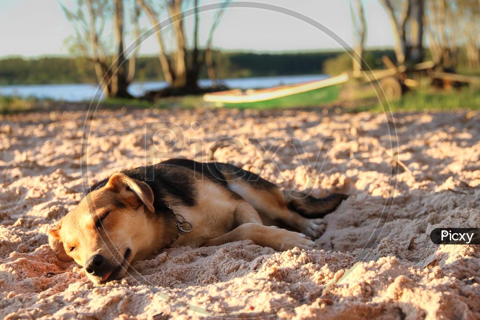 Dog Sleeping On The Sandy Beach On Vacation