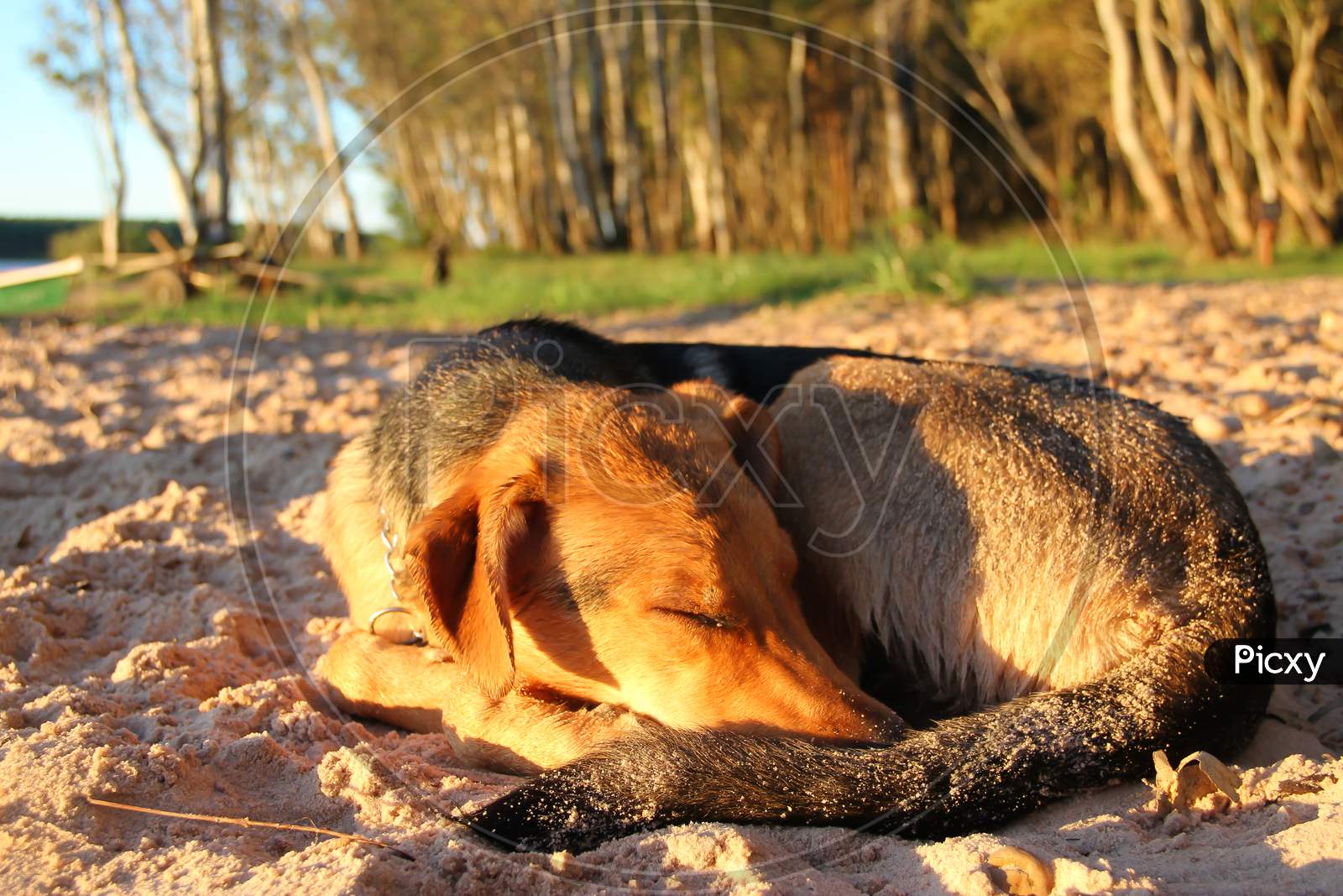 Dogs Sleeping On The Beach Sand Pet Friendly