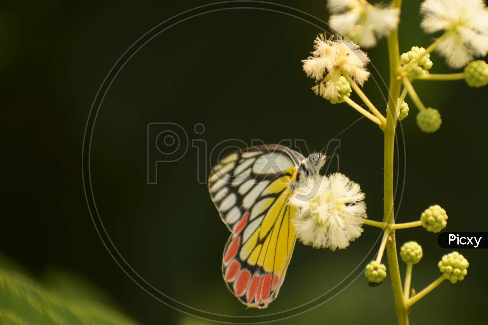 Cool Photo Of Beautiful Common Jezabel ( Delias Eucharis ) Butterfly Sitting On Flower.