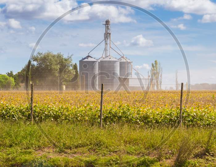 Soybean Plantation In The Field With Defocused Silos In The Background