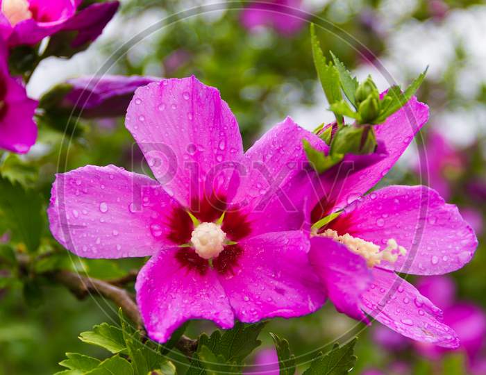 Hibiscus Syriacus Under The Rain National Flower Of South Korea