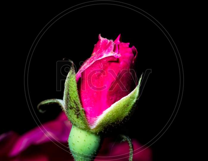 A Macro Shot Of A Budding Red Rose In A Dark Background