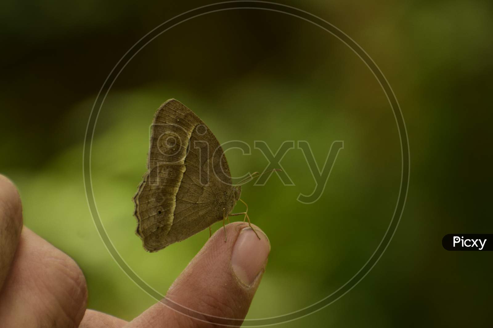 Amazing Picture Of Dark Branded Bushbrown (Mycalesis Mineus) Butterfly Sitting On Human Finger.