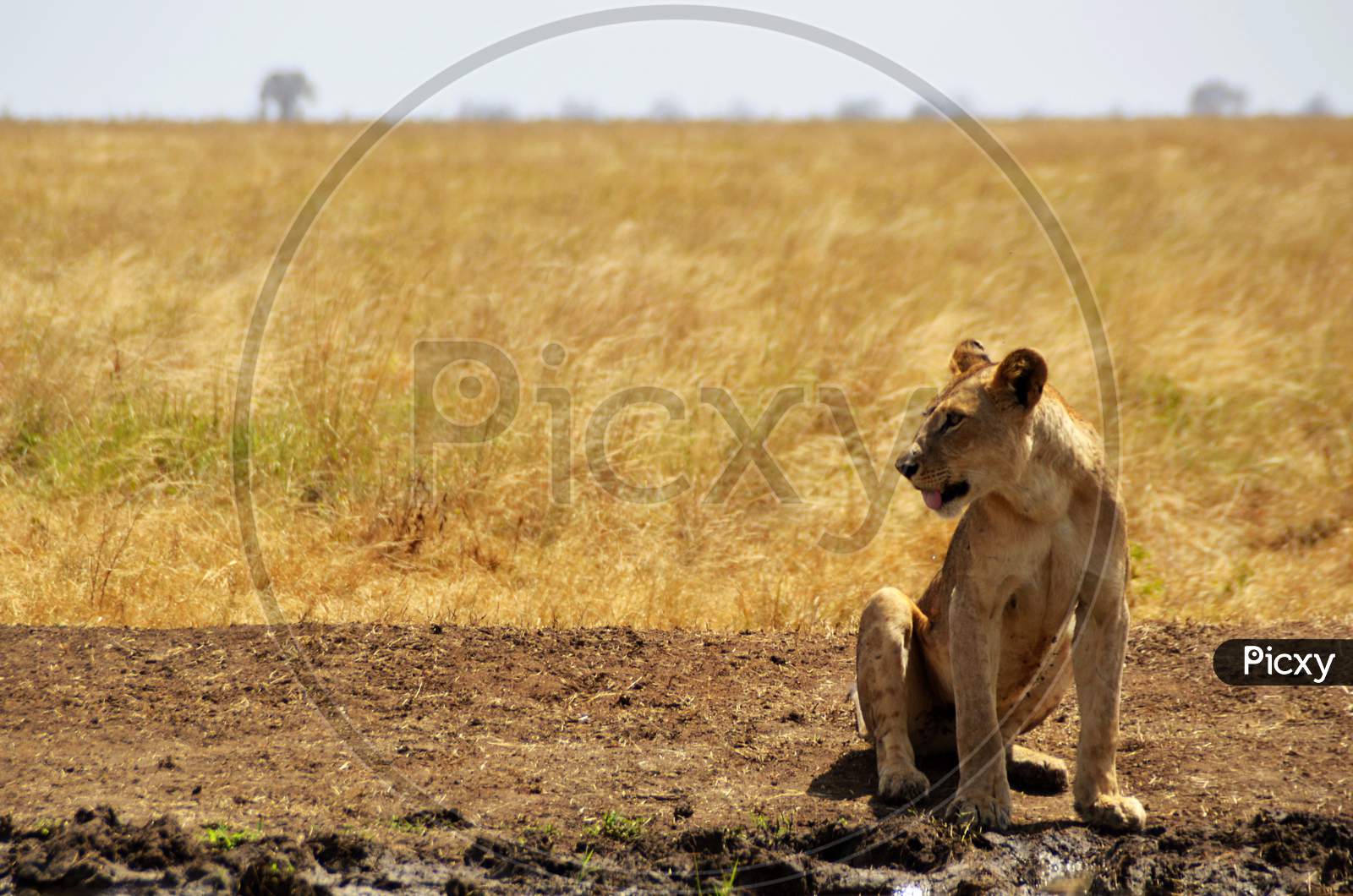Lioness sitting in front