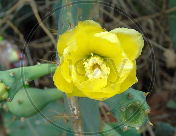 Opuntia ficus indica with yellow flower