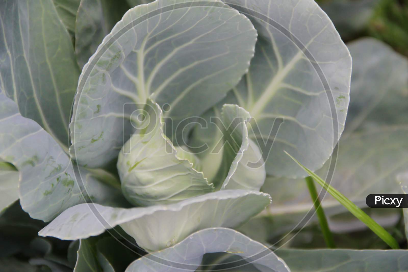 Cabbage Plant Leaves In The Organic Garden