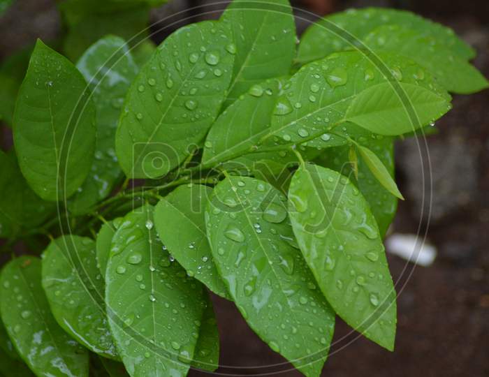 Leaf with rains water drops