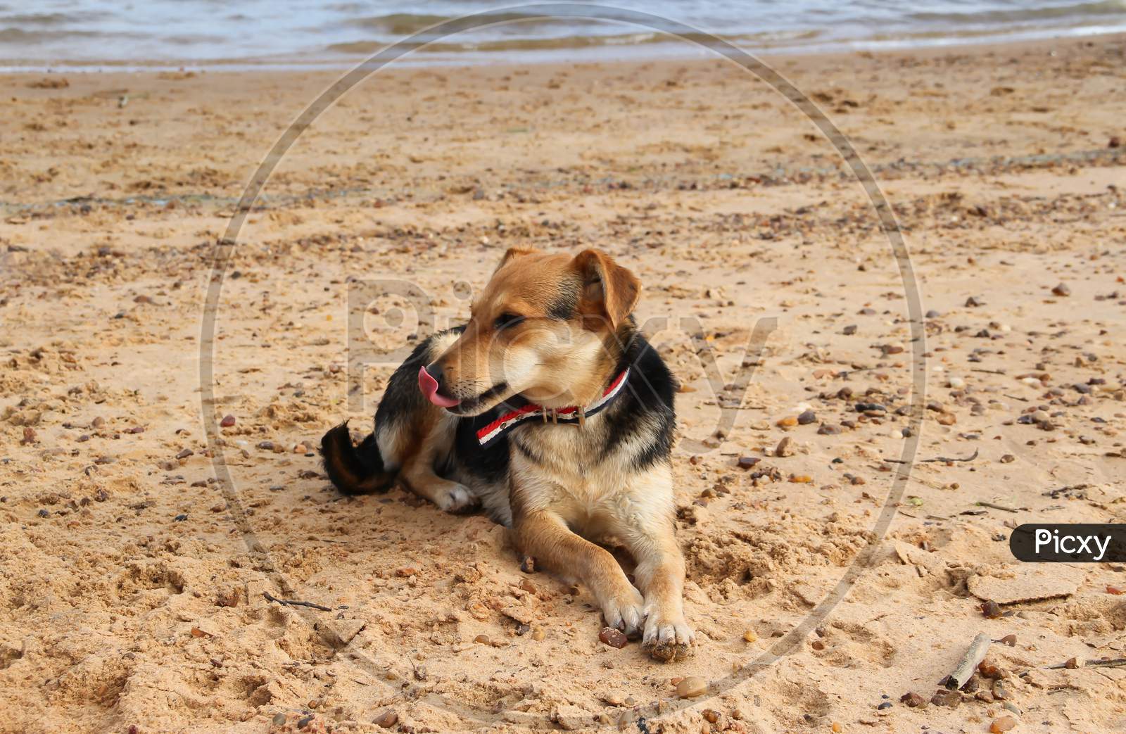 Happy Dogs Playing In The Sand On The Beach Pet Friendly