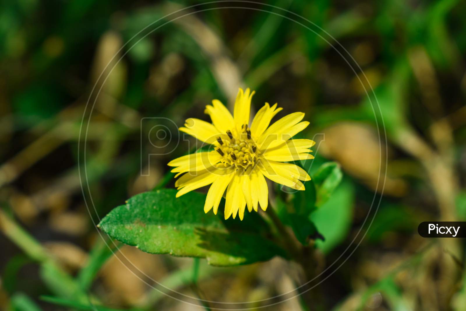 yellow dandelion flower in the grass
