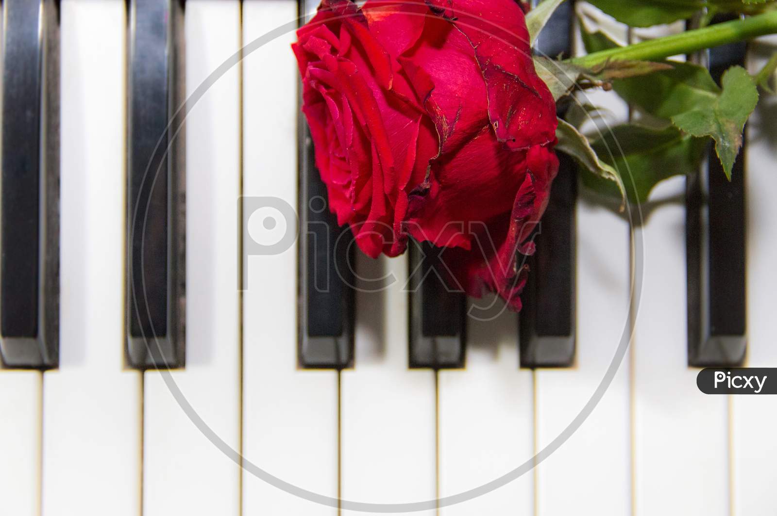 Background Of Piano Keys With A Red Rose