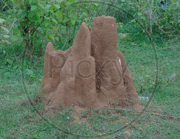 termite mount