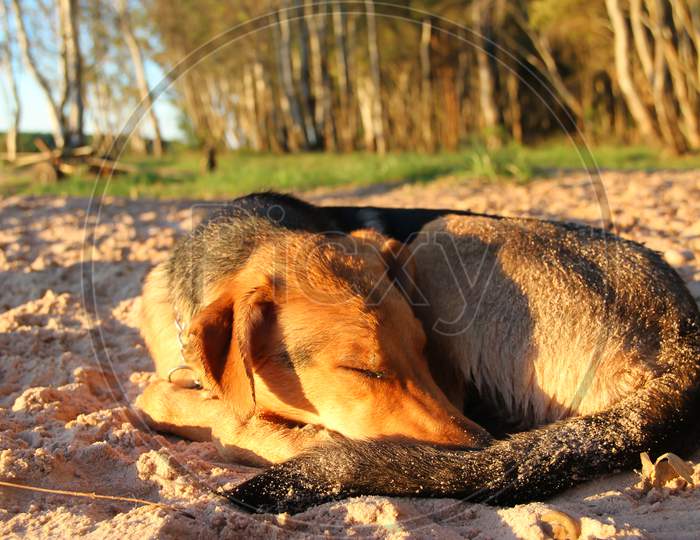 Dogs Sleeping On The Beach Sand Pet Friendly
