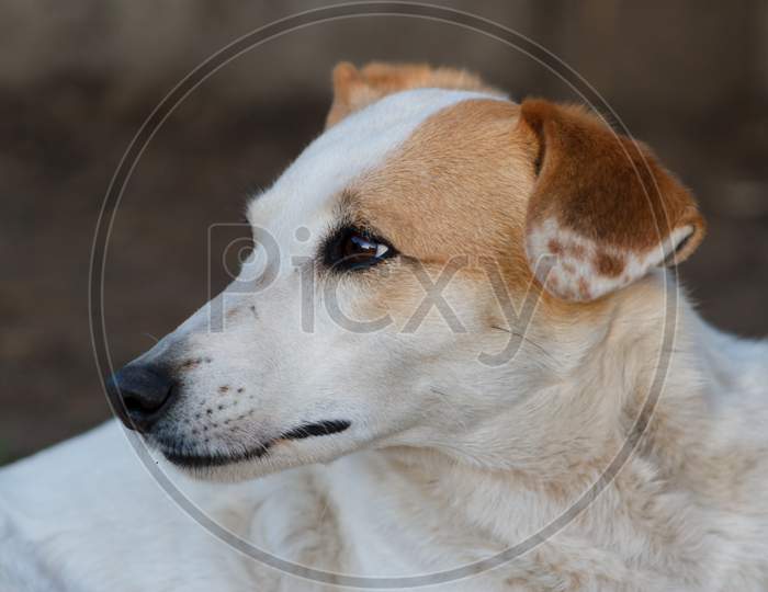 Lonely Stray Dog Portrait With Sweet Look