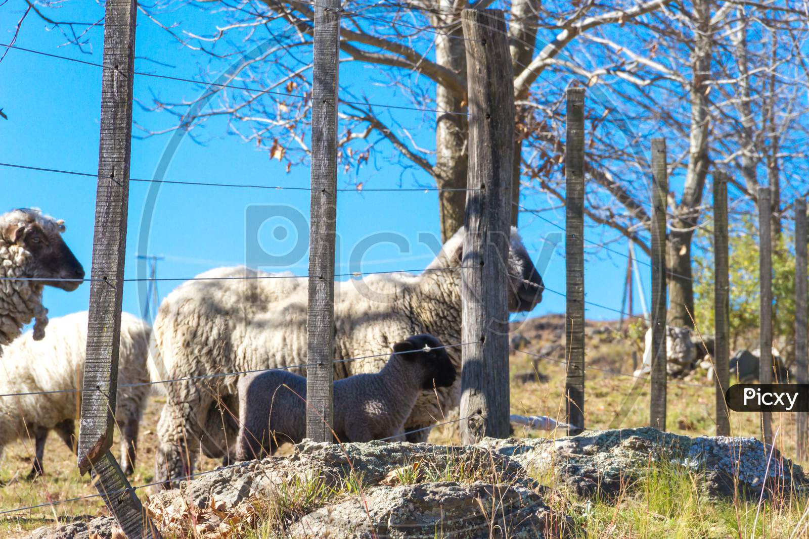 Sheep Grazing In The Cordoba Mountains In Argentina