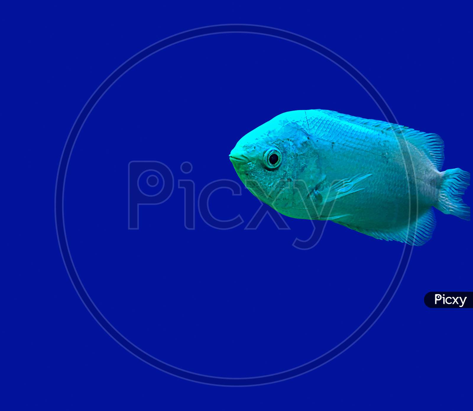 Kissing Gourami Helostoma Temminckii Also Known As The Kissing Fish Isolated On Blue Background