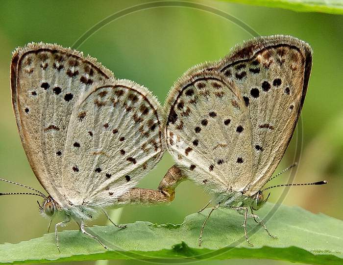 Close-Up Of Butterflies Mating On Plan