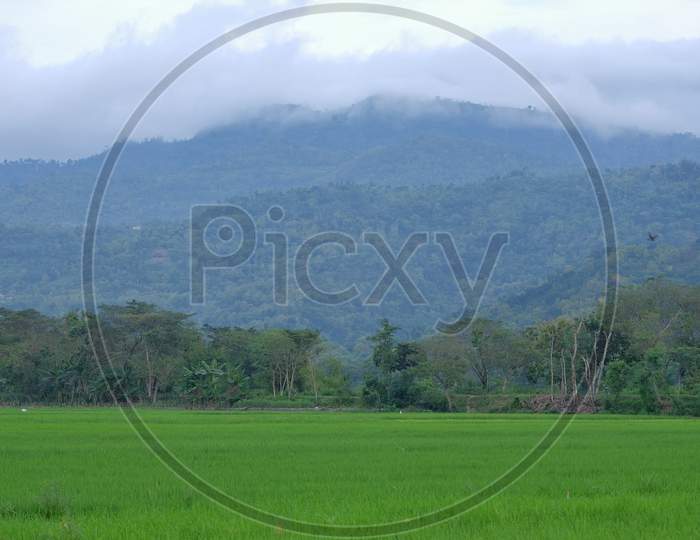 Rice fields with green hills