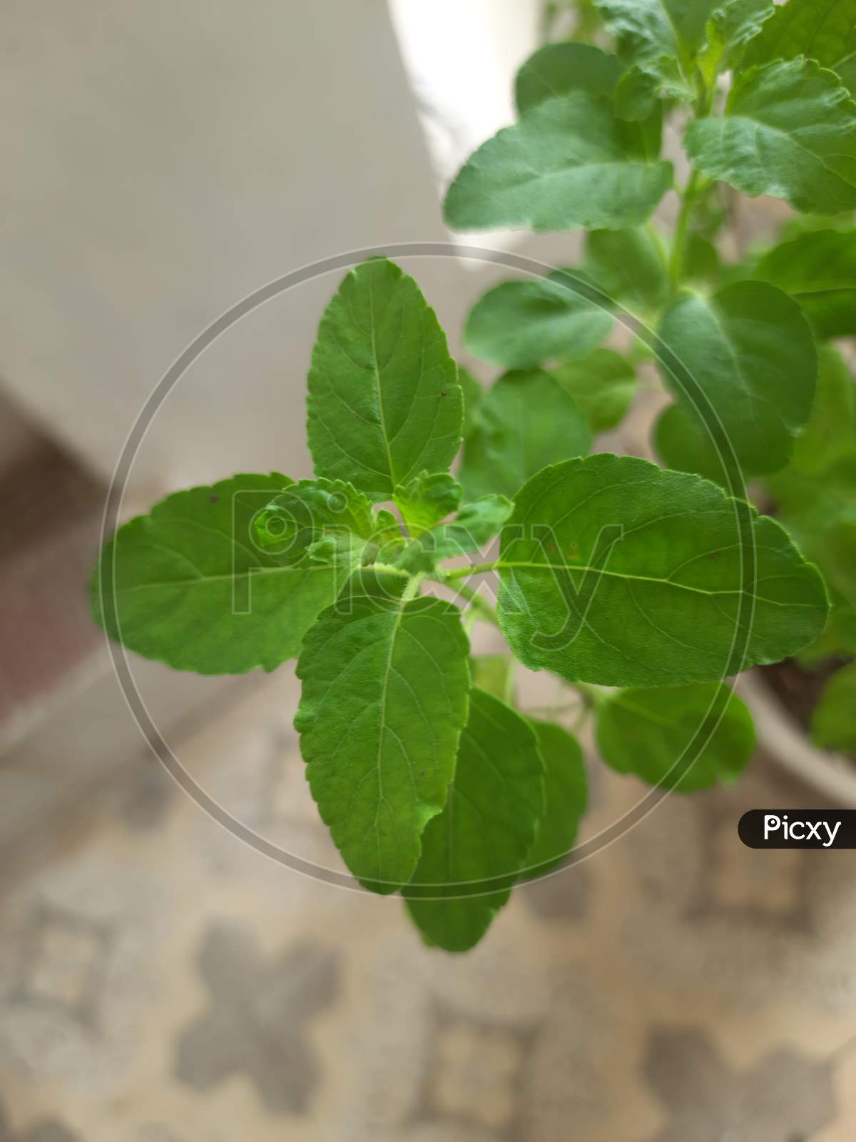a leaves of Tulsi a medicinal holy basil plant in natural green background