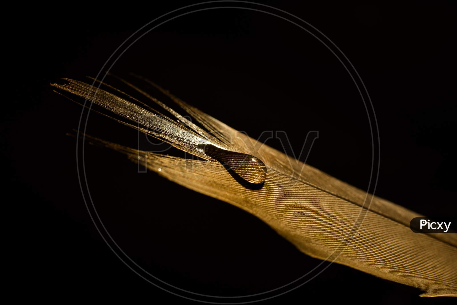 Feather On A Black Background With Water Droplets. Golden Feather Close Up.