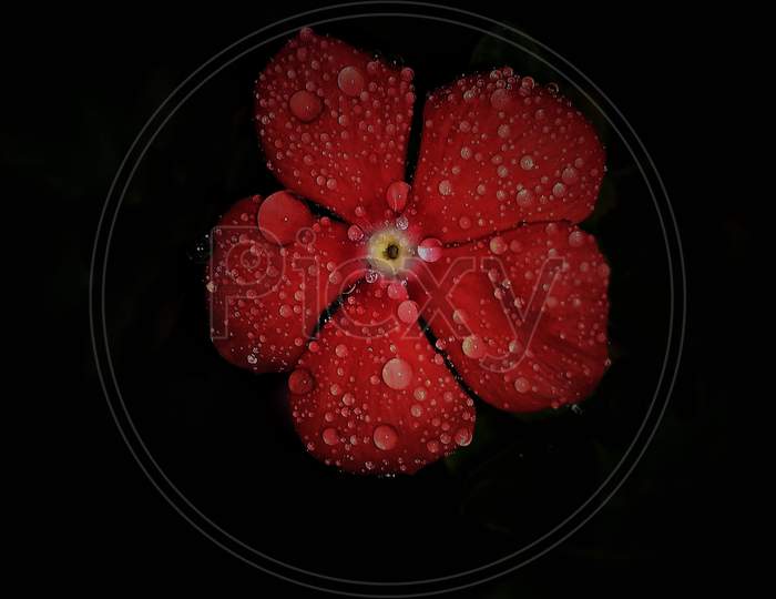 Red periwinkle flower.