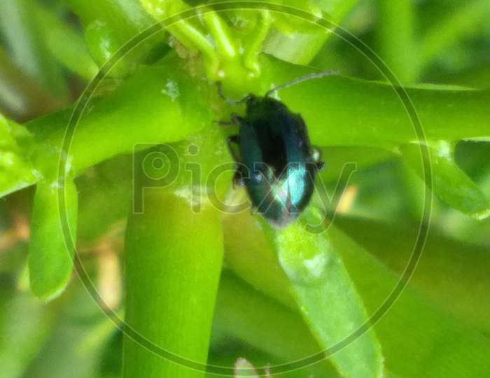 Closed view of blue beetle sitting on green pants surface