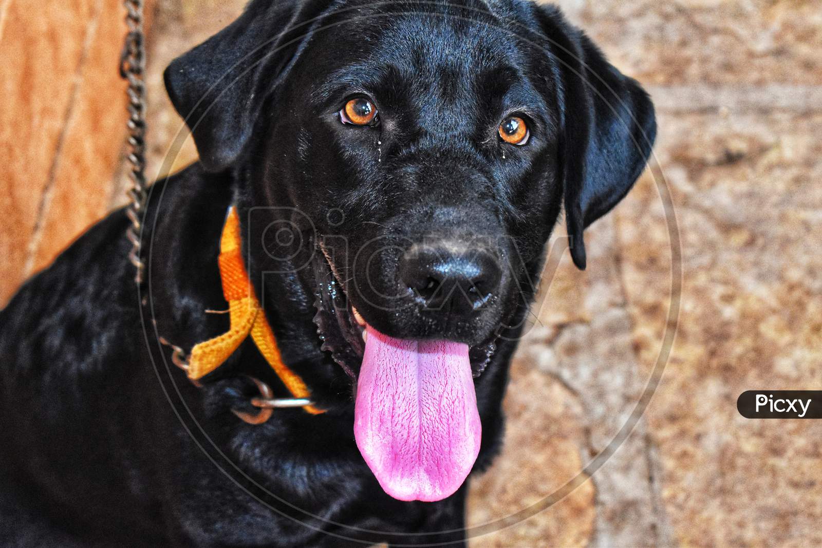 A Black Labrador Dog With Sharp Eyes . Its Pink Tongue Is Outside . A Belt Is Tied To Its Neck