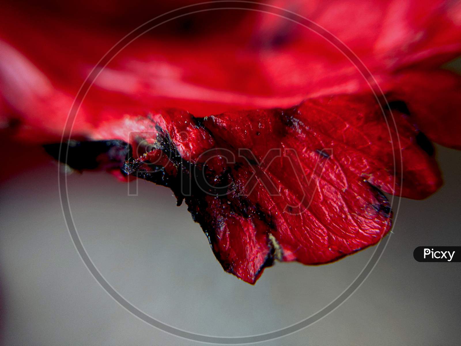 Macro Photography Of Drying Petal Of Hibiscus Rose. Hibiscus Rose Is Also Known As Chinese Rose.