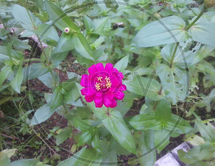 Single pink Guldawdi flowers