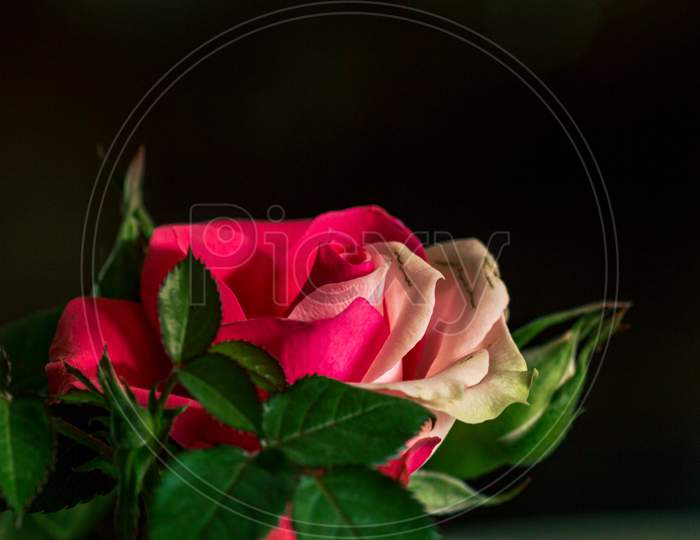 Two Color Pink Rose Flower
