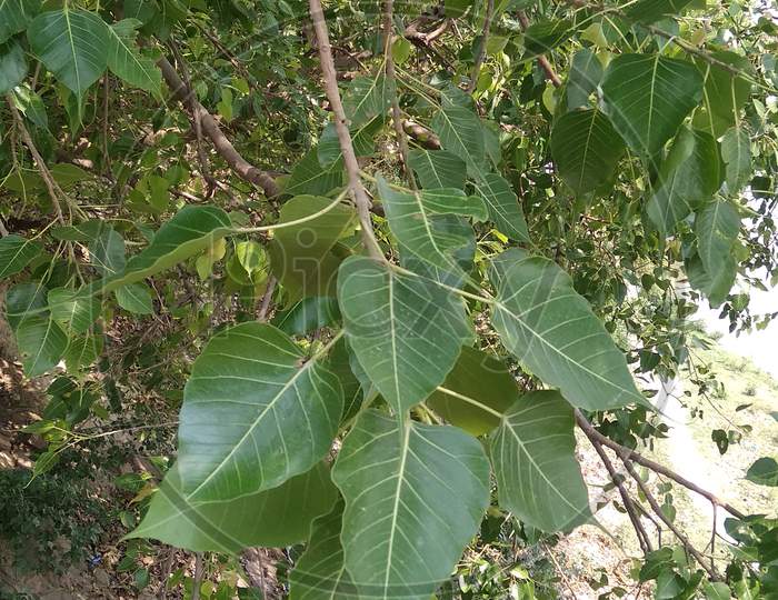 A beautiful bunch of pipal tree leaf